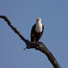 a fish eagle perched on a branch