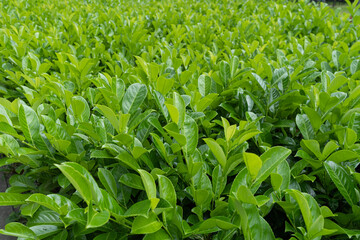 Tea Leaf Texture Background, Fresh Green Tea Leaves Pattern, Summer Farm Banner, Spring Garden Mockup