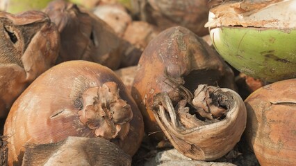Close-up image of discarded dried drinking coconuts after use