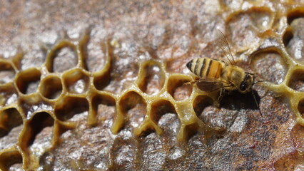 Abeja mielera, productora de miel en el apiario de San Rafael Mendoza Argentina. Se produce miel multifloral orgánica y agroecol+ogica. laproducción es vendida directamente al publico .