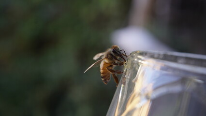 Abeja mielera, productora de miel en el apiario de San Rafael Mendoza Argentina. Se produce miel multifloral orgánica y agroecol+ogica. laproducción es vendida directamente al publico .