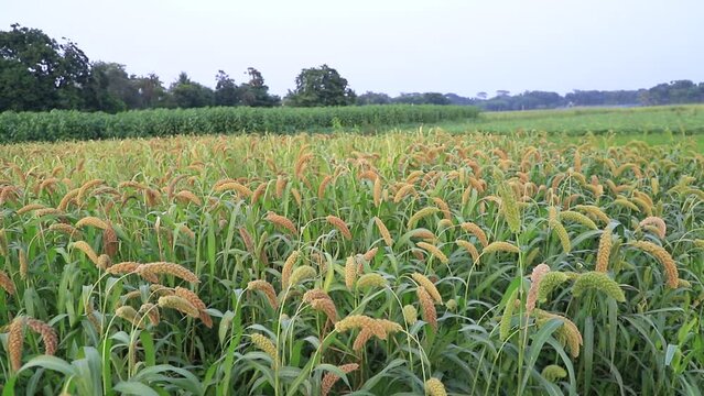 Ripe millet harvest in countryside fields of Bangladesh