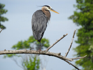 Majestic Great Blue Heron perched high on a branch doing some one legged preening in the morning sunshine