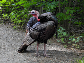 Wild turkey walking calmly through the forest trail on a sunny morning