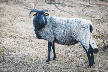 Ein Schaf auf einer abgegrasten Wiese.