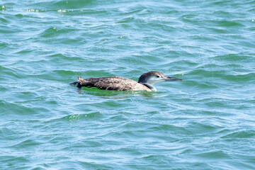 loon in the water