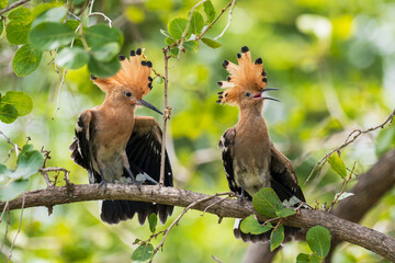 Beautiful bird family.Two common Hoopoe(Upupa epops) exciting perching together on thin wooden branch over green bokeh background in wild nature. © arcyto