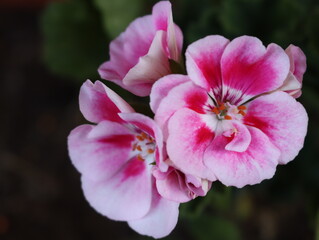 beautiful natural scented aromatic delicate colorful flowers