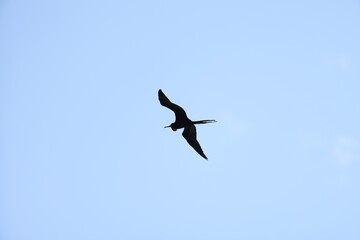Magnificent Frigatebird (Fregata magnificens) in Jamaica