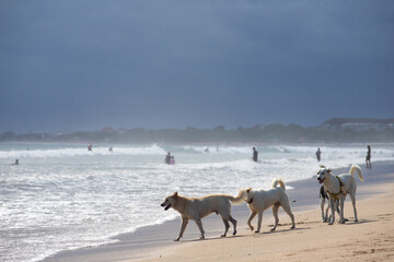 Picture of dogs talking to each other at the ocean sandy beach