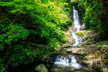 初夏の菅生の滝　福岡県北九州市　Sugao Falls in early summer. Fukuoka Pref, Kitakyusyu City.