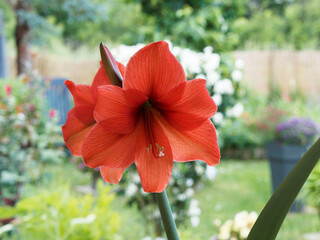 (Hippeastrum x hortorum)  Amaryllis or Belladona lily. Single flowers with orange-red corollas in...