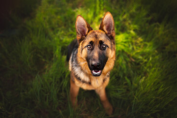 Young german shepherd dog portrait in natural environment, close up