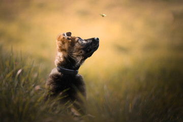 German shepherd little puppy portrait with a small butterfly, close up, warm color, cute