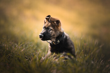 German shepherd little puppy portrait, close up, warm color, cute