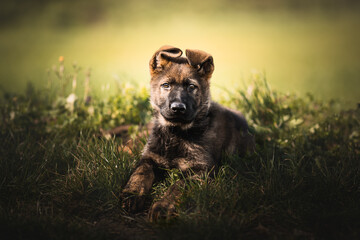 German shepherd little puppy portrait, close up, warm color, cute