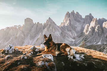 German shepherd dog in front of Cadini of Misurina in Italian Dolomites, travel, landscape 