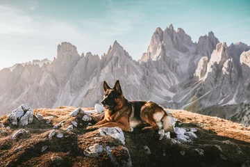 Selbstklebende Fototapete Himalaya German shepherd dog in front of Cadini of Misurina in Italian Dolomites, travel, landscape 