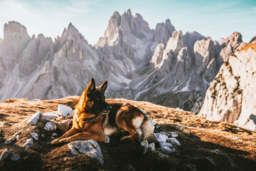 German shepherd dog in front of Cadini of Misurina in Italian Dolomites, travel, landscape 