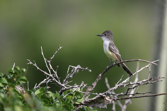 Sad Flycatcher (Myiarchus barbirostris), Jamaican endemic species, in Jamaica