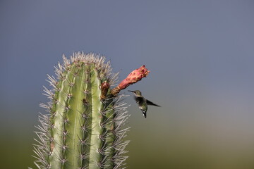 Vervain hummingbird (Mellisuga minima) in Jamaica