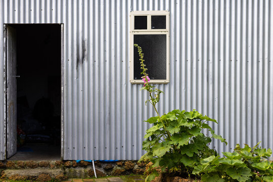 part of corrugated iron shed with one tall hollyhock out the front
