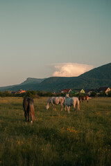 herd of horses grazes at the meadow