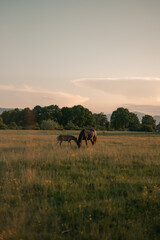 mare with foal grazes in the meadow