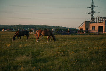 herd of horses grazes at the meadow