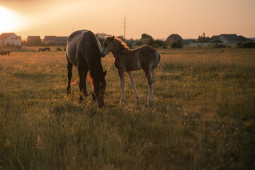 mare with foal grazes in the meadow