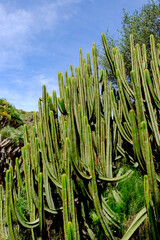 Euphorbia canariensis in the cacti parc in Las Palmas de Gran Canaria, Canary Islands.