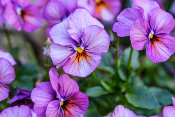 Fototapeta na wymiar Heartsease or viola tricolor in garden in Bad Pyrmont, Germany, closeup.