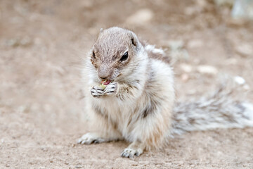 Portrait of a cute chipmunk or African squirrel on Fuerteventura - Canary Islands, Spain.