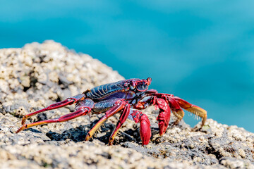 Red crab on the cliff close to the ocean on the Canary Islands.