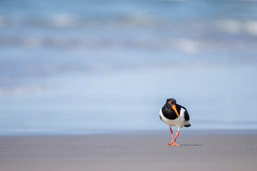 Oystercatcher walking at the beach