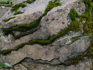 lichen on old stone