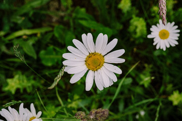 daisy flower