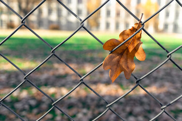 An oak leaf is stuck in a metal mesh