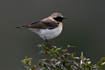 Eastern black-eared wheatear // Balkansteinschmätzer (Oenanthe melanoleuca) - Nestos Delta, Greece