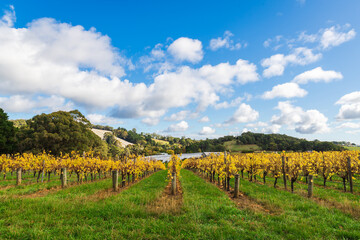 Fototapeta na wymiar Vineyards in autumn, Adelaide Hills, South Australia.