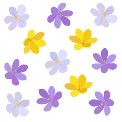 Collection of crocuses and saffrons. A set of spring purple, yellow and white crocuses. Vector illustration of beautiful multicolored flowers