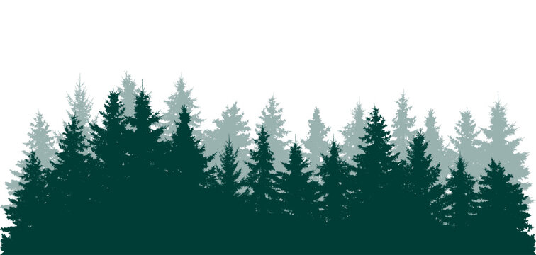 Forest background, beautiful landscape wallpaper. Silhouettes of fir trees. Vector illustration