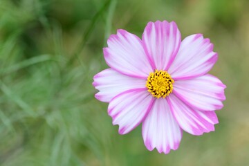 Fototapeta premium ピンク色のコスモスの花