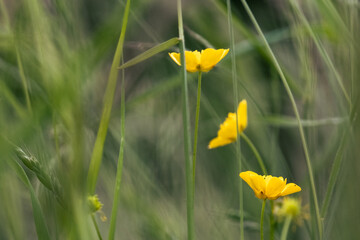 Fototapeta premium Hahnenfuß - kleine gelbe Blumen