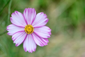 ピンク色のコスモス