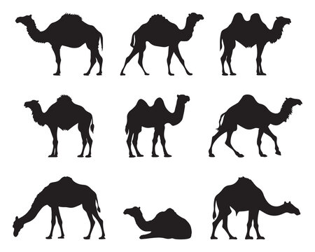 Camel silhouette set - isolated vector images of wild animals