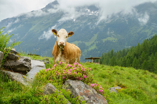 K&uuml;he auf einer Alm in den Tiroler Bergen