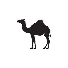 Camel black silhouette isolated on white background - Camel graphic icon.