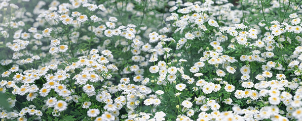 Selective and soft focus on daisy flowers, beautiful nature in meadow - 616462226
