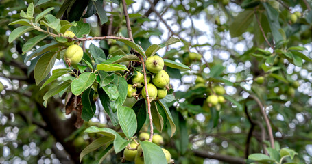 Docynia indica tree branches with unripe fruits